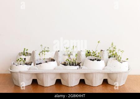 Germogli freschi in gusci d'uovo in scatola di cartone su sfondo bianco. Rucola, basilico, germogli di crescione micrograno in gusci d'uovo. Riutilizzo, seedlin privo di plastica Foto Stock