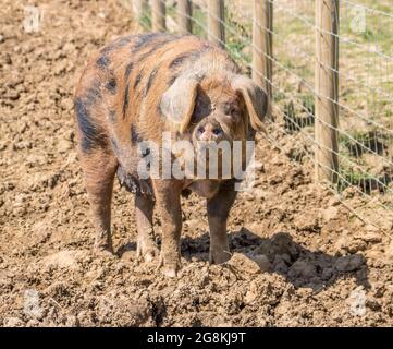 Gloucestershire Old spot maiale una razza inglese di maiale con macchie nere Foto Stock