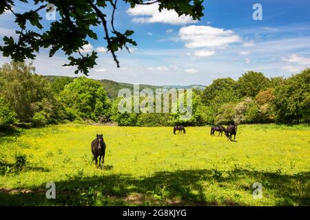 Cavalli in un campo presso gli Hudnalls, St Briavels, Gloucestershire, Regno Unito. Foto Stock