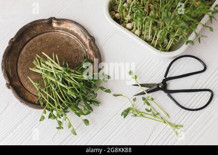Coltivare i micrograni a casa. Piselli freschi germogli su piatto d'epoca, forbici, fior su legno bianco, vista dall'alto. Piselli microgranati. Idroponica Foto Stock