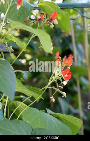 Fagioli di runner (Phaseolus coccineus) che crescono in un giardino dell'Oxfordshire, Regno Unito. Foto Stock