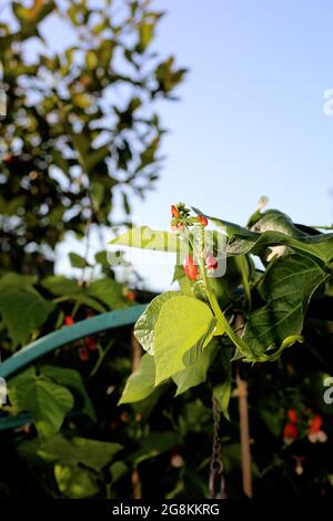 Fagioli di runner (Phaseolus coccineus) che crescono in un giardino dell'Oxfordshire, Regno Unito. Foto Stock