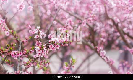 Fiori di ciliegia di pesca in fiore sui rami degli alberi, fiori rosa in piena fioritura. Prugne cinesi o albicocca giapponese. Fioritura primaverile. Primo piano. Foto Stock