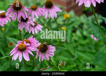 Bumble Bee che impollinano un fiore di cono viola Foto Stock