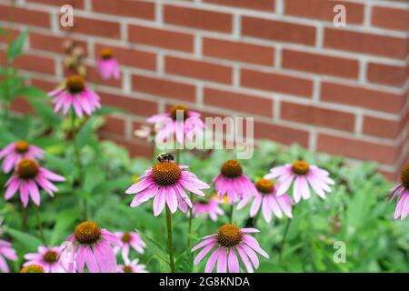 Bumble Bee impollinando un fiore di cono viola in un giardino di fronte a un muro di mattoni Foto Stock