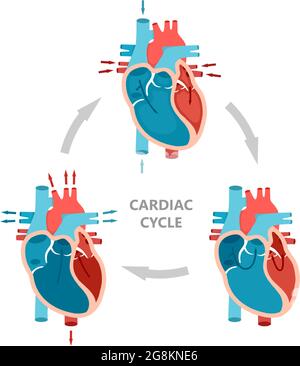 Fasi del ciclo cardiaco: Diastole, sistole atriale e diastole atriale. Diagramma anatomico del cuore con flusso sanguigno. Illustrazione Vettoriale