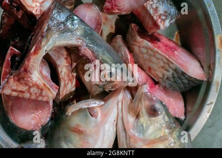 Tenualosa ilisha, ilish, ilisha, hilsa è un pesce alimentare molto popolare in India, specificamente per Bengalis nel Bengala occidentale. È la fi nazionale del Bangladesh Foto Stock