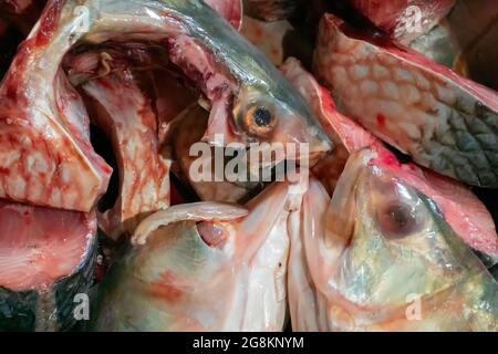 Tenualosa ilisha, ilish, ilisha, hilsa è un pesce alimentare molto popolare in India, specificamente per Bengalis nel Bengala occidentale. È la fi nazionale del Bangladesh Foto Stock