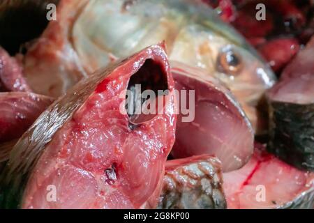 Tenualosa ilisha, ilish, ilisha, hilsa è un pesce alimentare molto popolare in India, specificamente per Bengalis nel Bengala occidentale. È la fi nazionale del Bangladesh Foto Stock