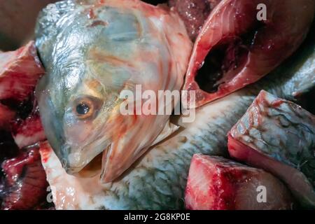 Tenualosa ilisha, ilish, ilisha, hilsa è un pesce alimentare molto popolare in India, specificamente per Bengalis nel Bengala occidentale. È la fi nazionale del Bangladesh Foto Stock