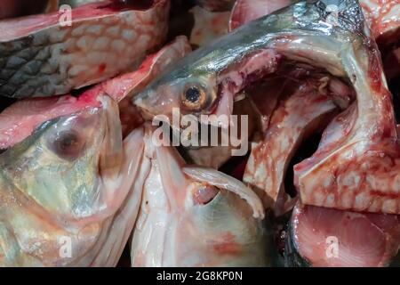 Tenualosa ilisha, ilish, ilisha, hilsa è un pesce alimentare molto popolare in India, specificamente per Bengalis nel Bengala occidentale. È la fi nazionale del Bangladesh Foto Stock