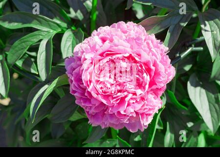 Fiore rosa in fiore in giardino in estate. Bella peonie sfondo in stile vintage. Primo piano. Foto Stock