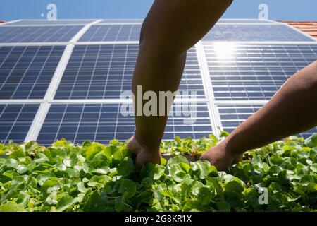 Un coltivatore idroponico sta raccogliendo verdure nel suo giardino costruito sul tetto di una casa. Questo giardino riceve l'elettricità dai pannelli solari che sono insta Foto Stock