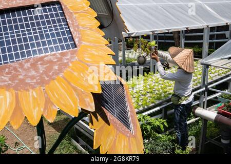 DENPASAR, BALI-AGO 29 2020: Un agricoltore idroponico sta raccogliendo verdure nel suo giardino. Il giardino usa l'elettricità dall'energia solare. Il pannello solare Foto Stock