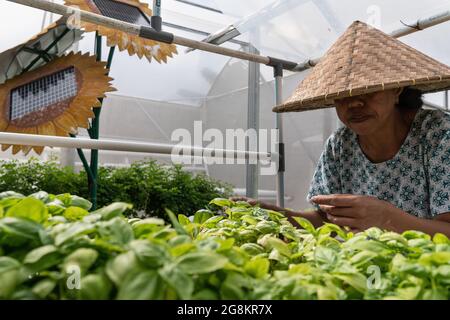 DENPASAR, BALI-AGO 29 2020: Un agricoltore idroponico sta raccogliendo verdure nel suo giardino. Il giardino usa l'elettricità dall'energia solare. Il pannello solare Foto Stock