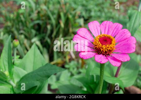 Fiore di Zinnia o Majora in rosa su sfondo verde con spazio di copia. Coltivazione e allevamento di piante da giardino, progettazione paesaggistica del sito. Foto Stock