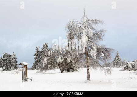 Paesaggio innevato e alberi , un palo di legno affondato con segni contro il cielo zelo. Foto Stock