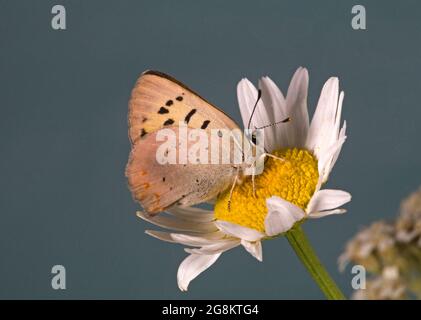 Particolare di una farfalla di rame porpora, di alloidi Lycaena, che si stacca su un fiore selvatico nel paese alpino delle montagne Ochocho, nell'Oregon centrale, Foto Stock