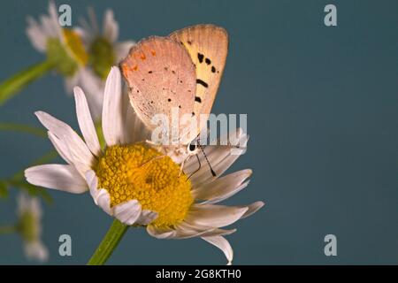 Particolare di una farfalla di rame porpora, di alloidi Lycaena, che si stacca su un fiore selvatico nel paese alpino delle montagne Ochocho, nell'Oregon centrale, Foto Stock