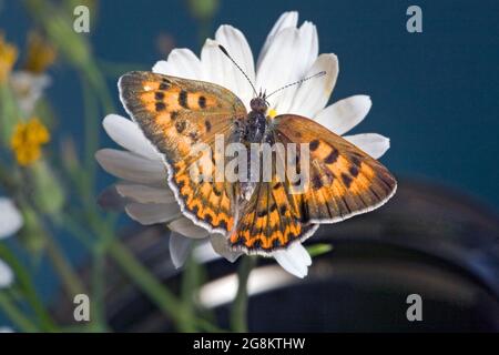 Particolare di una farfalla di rame porpora, di alloidi Lycaena, che si stacca su un fiore selvatico nel paese alpino delle montagne Ochocho, nell'Oregon centrale, Foto Stock