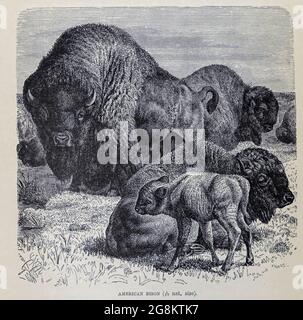 Il bisonte americano o semplicemente bisonte (bisonte bisonte), noto anche come bufalo americano o semplicemente bufalo, è una specie americana di bisonte che un tempo vagava in Nord America in vasti mandrie. Dal libro ' Royal Natural History ' Volume 2 edito da Richard Lydekker, pubblicato a Londra da Frederick Warne & Co nel 1893-1894 Foto Stock