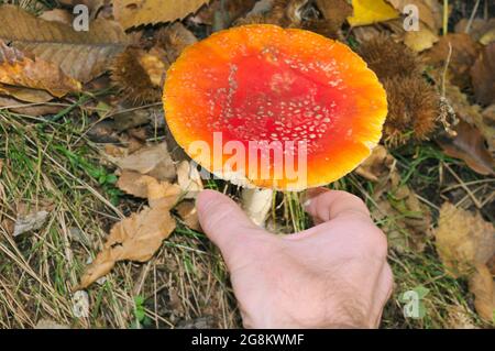 Raccolta a mano di un fungo velenoso (rosso mosca agarico) Foto Stock