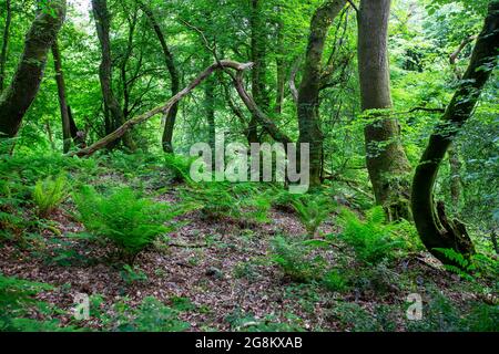 Woodland on the Offaa's Dyke Path sotto le Hudnalls, Gloucestershire, Regno Unito. Foto Stock