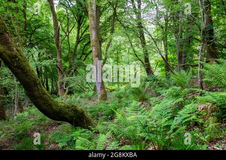 Woodland on the Offaa's Dyke Path sotto le Hudnalls, Gloucestershire, Regno Unito. Foto Stock