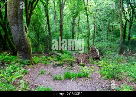 Woodland on the Offaa's Dyke Path sotto le Hudnalls, Gloucestershire, Regno Unito. Foto Stock