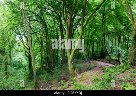 Woodland on the Offaa's Dyke Path sotto le Hudnalls, Gloucestershire, Regno Unito. Foto Stock