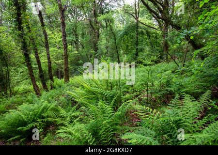 Woodland on the Offaa's Dyke Path sotto le Hudnalls, Gloucestershire, Regno Unito. Foto Stock