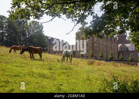 Cavalli che pascolano in un campo sul bordo di uno sviluppo di alloggi, Mill Hill (St Joseph's Gate), una tipica scena di Mill Hill Foto Stock
