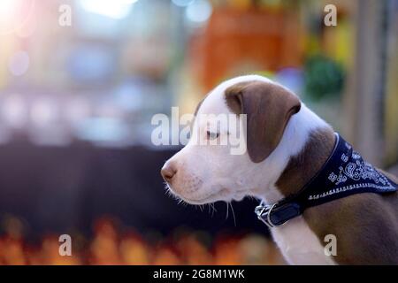 cani cucciolo pitbull adorabili sullo sfondo. Foto Stock