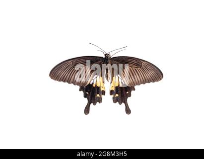 Big farfalla marrone Papilio polytes isolato su sfondo bianco. Comune mormone femmina Grande taglio farfalla, vista dall'alto Foto Stock