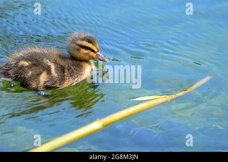 Caterbury, Kent, luglio 21 2021. Le nuove anatre nuotano sul fiume Stour. Credit: graham mitchell/Alamy Live News Foto Stock