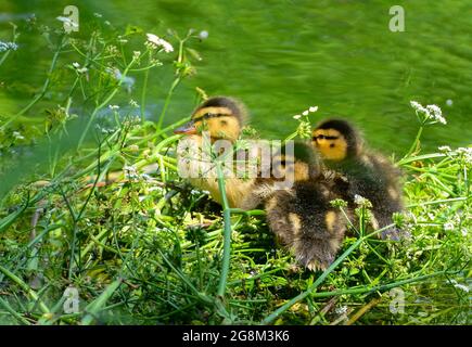 Caterbury, Kent, luglio 21 2021. Credit: graham mitchell/Alamy Live News Foto Stock