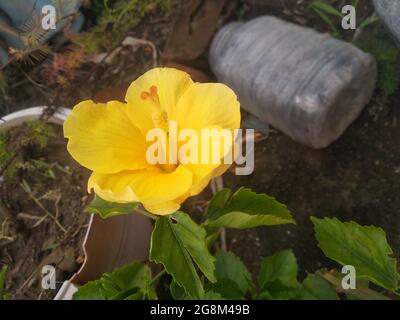 fiori gialli su un'erba Foto Stock