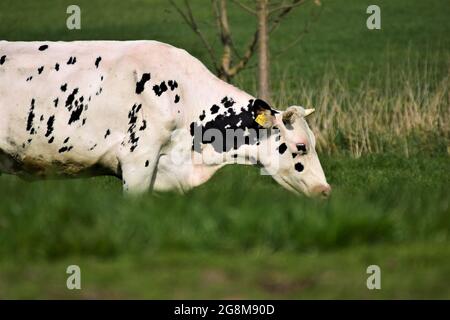 Una mucca nera e bianca sottratta sul prato Foto Stock