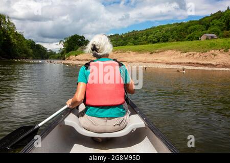 Una donna di mezza età in Canoa Canadese, sul fiume Wye vicino a Symonds Yat, Gloucestershire, UK, si avvicina ad un gregge di oche canadesi. Foto Stock