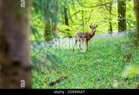 A Roe Deer Capreolus capreolus, in Bluebells in bosco vicino Ambleside, Lake District, UK. Foto Stock