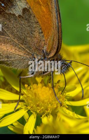 Gatekeeper / marrone siepe (Pironia tithonus) farfalla di alimentazione su nettare da comune ragwart / tansy ragwart (Jacobaea vulgaris / Senecio jacobaea) Foto Stock