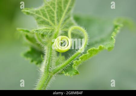 Tendine a spirale strisciante di cetriolo (Cucumis sativus) pianta, profondità poco profonda di campo macro fotografia Foto Stock