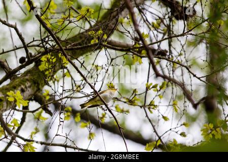 Wood Warbler Phylloscopus sibilatrix in bosco vicino Ambleside, Lake District, UK Foto Stock