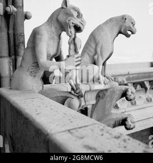 Anni '50, storica, la chimera della Cattedrale di Notre-Dame sopra la città di Parigi, Francia. A differenza dei famosi gargoyle di Notre-Dame, le grottesche figure calcaree che fungono da beccucci per convogliare l'acqua piovana lontano dal tetto, le statue di pietra chimera non sporgono dalle pareti esterne. Costeggiano invece la Galerie des Chimères, un balcone che collega i due campanili. Sbirciando sopra la balaustra, dove si tiene la guardia sulla città sottostante, furono una nuova aggiunta alla Cattedrale a metà del 1800, quando fu sottoposta a restauro. Foto Stock