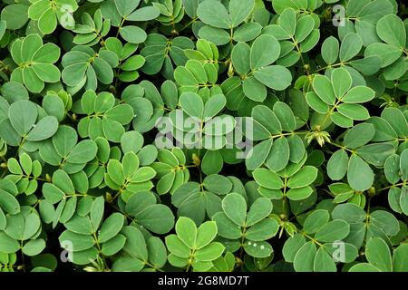 sfondo astratto o foglie verdi bagnate trama sfondo, monsone umore Foto Stock