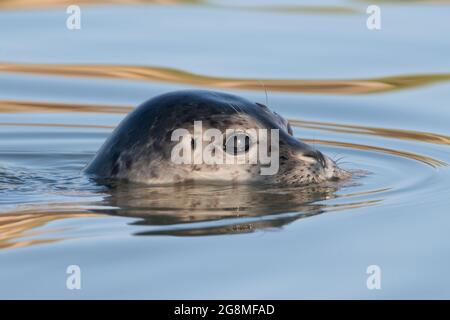 Foca comune (Phoca vitulina) nuotare in un estuario nell'ora d'oro dopo l'alba Foto Stock