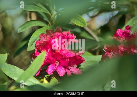 Bella vista closeup di primavera rosa rododendro selvaggio fiori in fiore con foglie verde scuro, Howth Rhodendron Gardens, Dublino, Irlanda Foto Stock