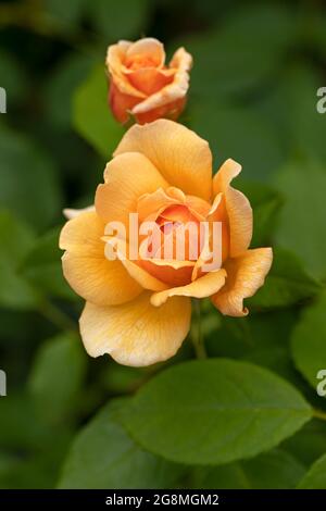 Primo piano di una bella rosa di albicocche chiamata Rosa Grace fiorente in un giardino britannico. Una rosa David Austin fiorisce. Foto Stock