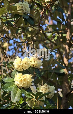 Bella vista closeup di primavera bianco rododendro fiori in fiore in giallo chiaro e beige colori, Howth Rhododendron Gardens, Dublino Irlanda Foto Stock