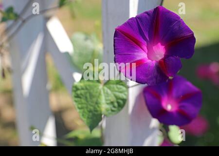 Fiore di gloria di mattina viola scuro. Ipomoea batata. Design paesaggistico. Messa a fuoco selettiva. Foto Stock